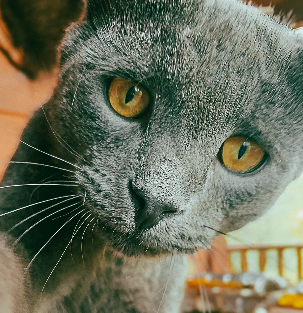 Discovery - A Set of Seven Notecards — Frogworks